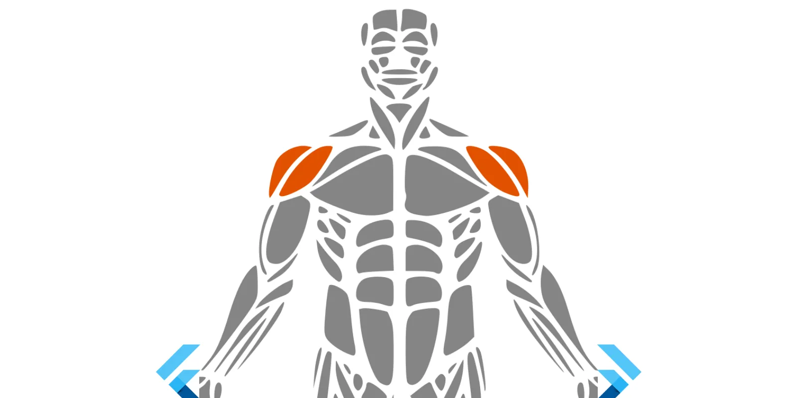 Interactive muscle SVG